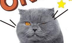 娱乐吃瓜猫作品原声