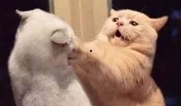 娱乐吃瓜君猫猫