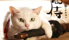 娱乐吃瓜君猫猫