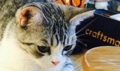 娱乐吃瓜猫作品原声