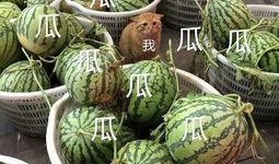 娱乐吃瓜的素材,揭秘明星幕后故事