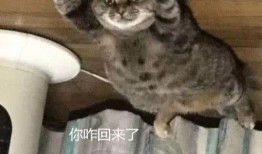 娱乐吃瓜酱出门忘关空调,娱乐吃瓜酱上演“电费刺客”