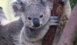 娱乐吃瓜酱胆小的考拉