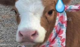 娱乐吃瓜酱胆小的考拉