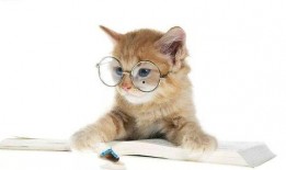 娱乐吃瓜君猫猫