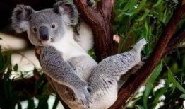 娱乐吃瓜酱胆小的考拉