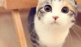 娱乐吃瓜君七七折耳猫,娱乐吃瓜君的萌宠日常