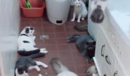 娱乐吃瓜酱出门忘关空调,娱乐吃瓜酱上演“电费刺客”