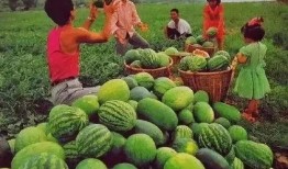 吃瓜在哪里看,各大平台瓜源汇总