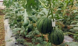 五一吃瓜网最新官方,揭秘五一假期热门事件，带你领略年度“瓜界”盛宴